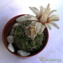 Una foto de Gymnocalycium capillense
