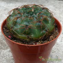 Una foto de Gymnocalycium capillense