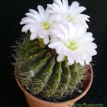 Una foto de Acanthocalycium spiniflorum