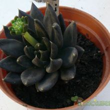 A photo of Echeveria cv. Black Knight