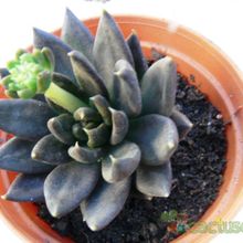 A photo of Echeveria cv. Black Knight
