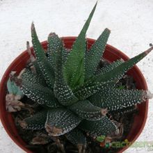 Una foto de Haworthia fasciata cv. concolor