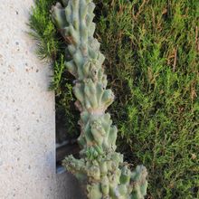 Foto de un cactus que se está identificando actualmente