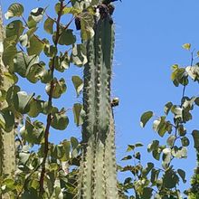 Foto de un cactus que se está identificando actualmente