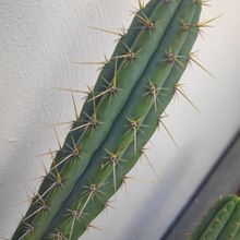 Photo of a cactus currently being identified