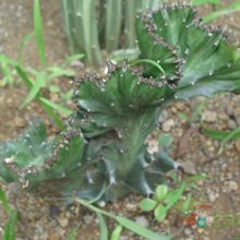 A photo of Euphorbia lactea fma. crestada