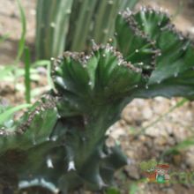 A photo of Euphorbia lactea fma. crestada