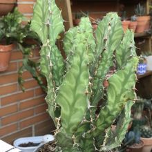 A photo of Euphorbia pseudocactus