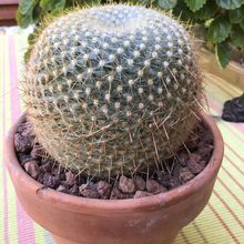 Una foto de Mammillaria muehlenpfordtii