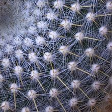 Una foto de Mammillaria muehlenpfordtii