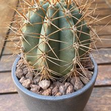 Photo of a cactus currently being identified
