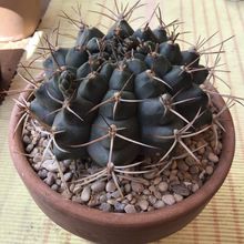 Una foto de Gymnocalycium schickendantzii