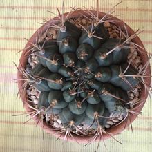 Una foto de Gymnocalycium schickendantzii