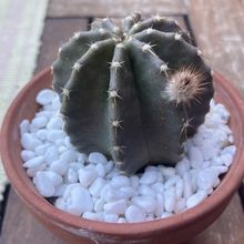 A photo of Echinocereus subinermis