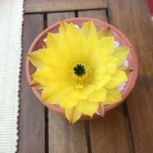 A photo of Echinocereus subinermis