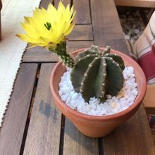 A photo of Echinocereus subinermis