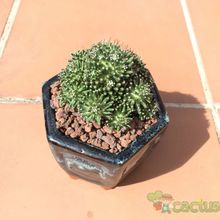 A photo of Mammillaria crinita ssp crinita fma. monstruosa