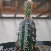 Una foto de Peniocereus hirschtianus