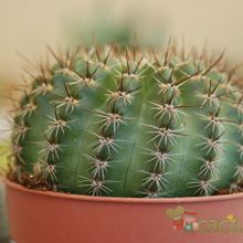 A photo of Parodia horstii