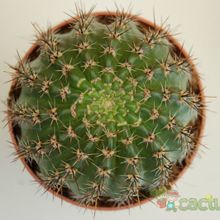 A photo of Parodia horstii