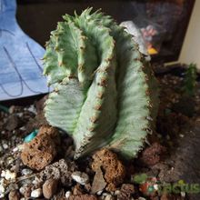 A photo of Euphorbia spiralis  