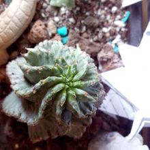Una foto de Euphorbia spiralis  