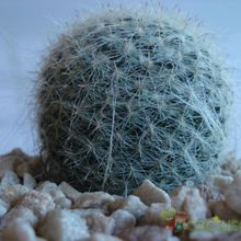 A photo of Mammillaria hahniana