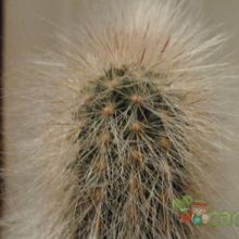 Una foto de Cleistocactus hyalacanthus