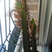 Una foto de Euphorbia trigona var. rubra