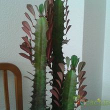 Una foto de Euphorbia trigona var. rubra