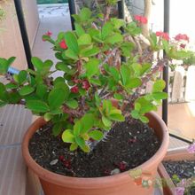 A photo of Euphorbia milii var. milii