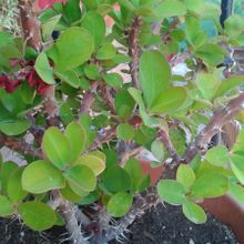 A photo of Euphorbia milii var. milii