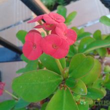 A photo of Euphorbia milii var. milii