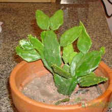 A photo of Brasiliopuntia brasiliensis