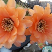 Una foto de Echinopsis huascha