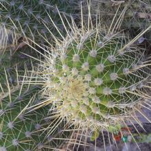 Una foto de Echinopsis huascha