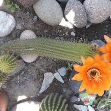 Una foto de Echinopsis huascha