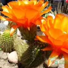Una foto de Echinopsis huascha