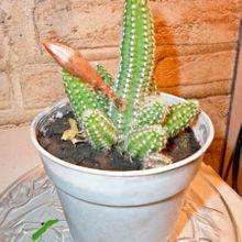 Una foto de Echinopsis chamaecereus