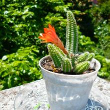 Una foto de Echinopsis chamaecereus