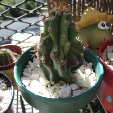 A photo of Cereus peruvianus fma. monstruosa