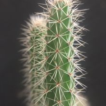 A photo of Corryocactus apiciflorus