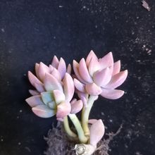 Foto de un cactus que se está identificando actualmente
