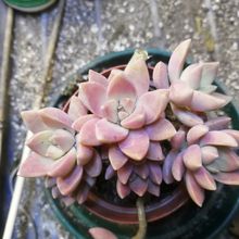 Foto de un cactus que se está identificando actualmente