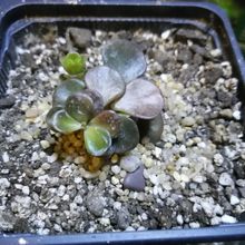 Foto de un cactus que se está identificando actualmente