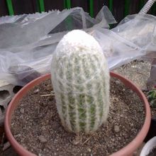 A photo of Espostoa melanostele