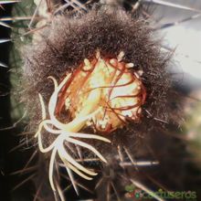 A photo of Echinopsis cv. HAKU-JO MARU