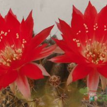 Una foto de Echinopsis cinnabarina