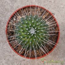 A photo of Mammillaria spinosissima fma. unpico