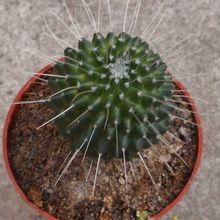 A photo of Mammillaria spinosissima fma. unpico